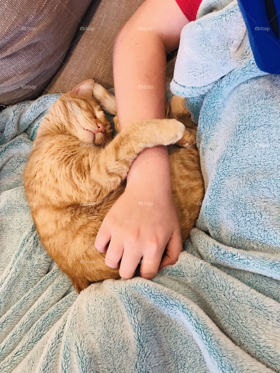 Darling orange tabby cat all curled up on cozy bed with blue blanket all wrapped up around him in his owners arms! 