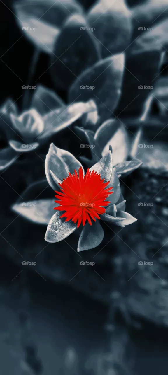 red flower