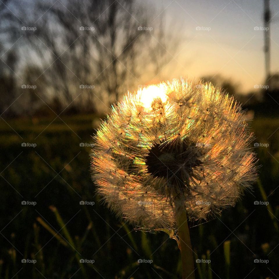 Glowing dandelion. 