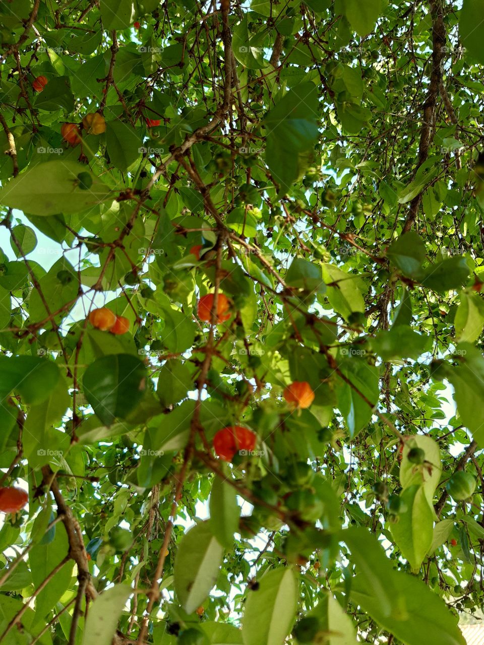 Doces pitangas! Frutinhas que me remetem a infância! Casa da vovó...