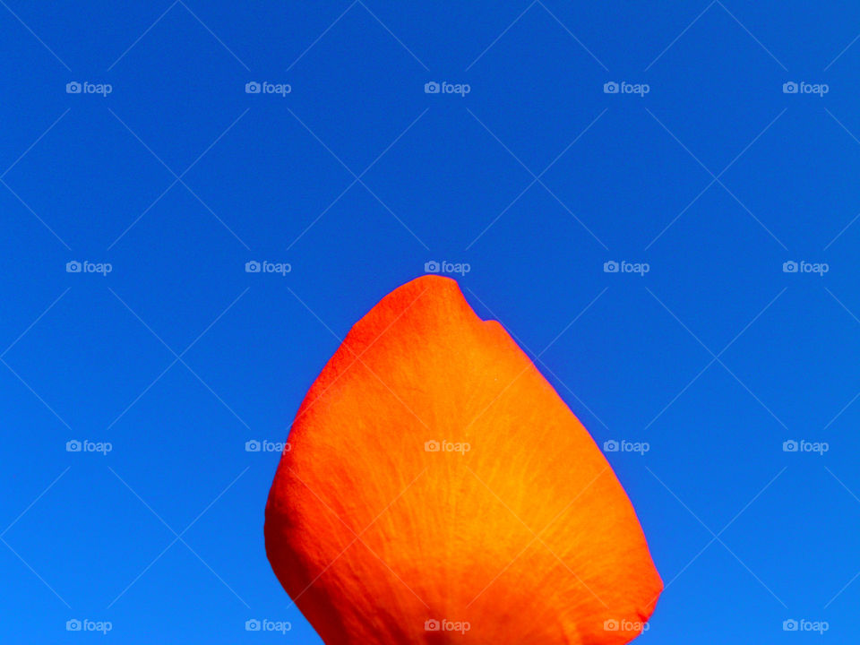 Petal of a rose of warm colors.