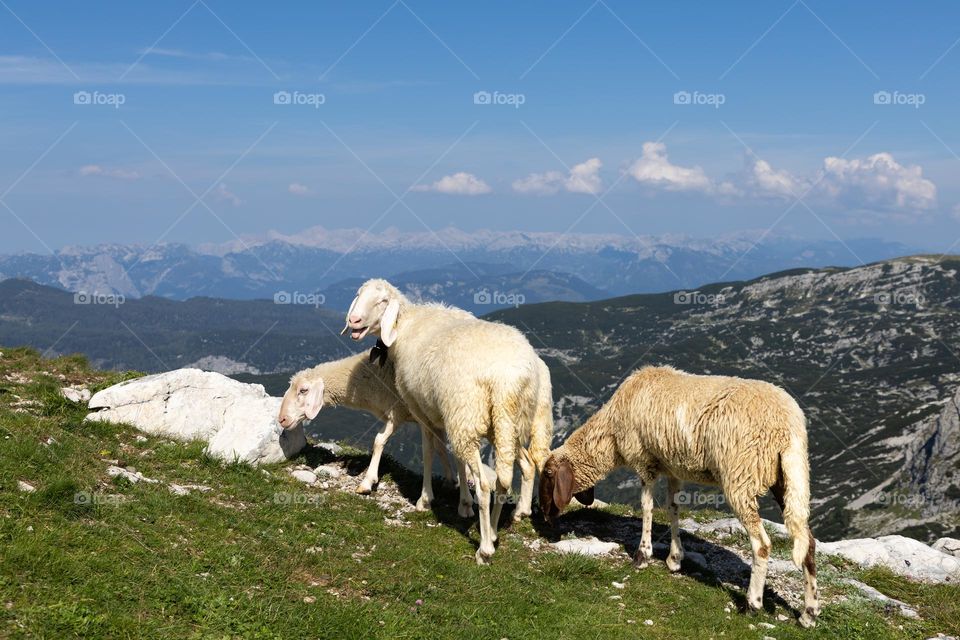 Happy sheep grazing on high altitude in the mountains with panoramic view of the Alps of Austria on a sunny day with blue sky 