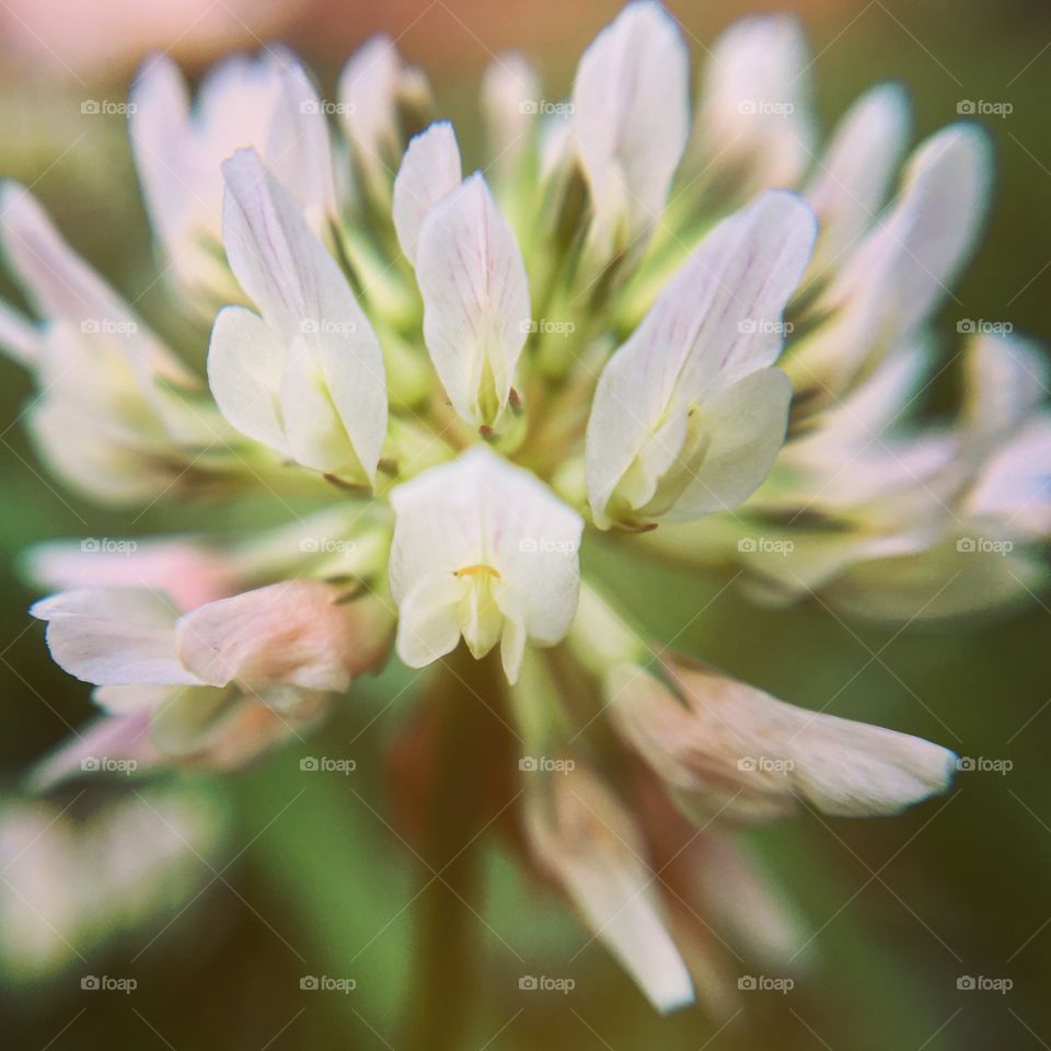 Macro Clover Bloom