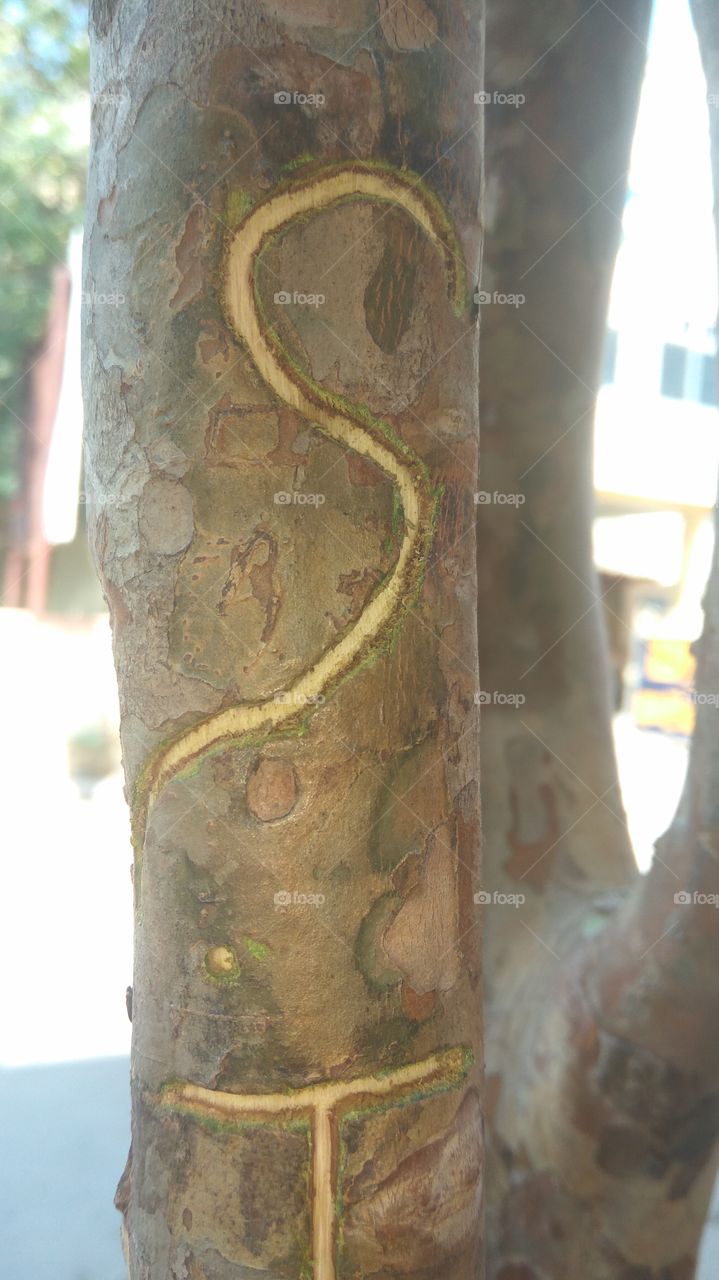 letter of S in tree stem