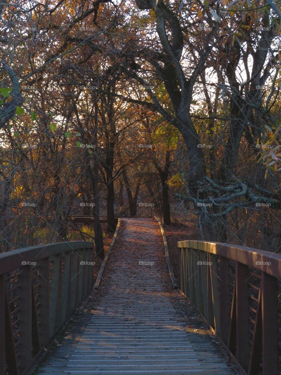 Autumn Bridge