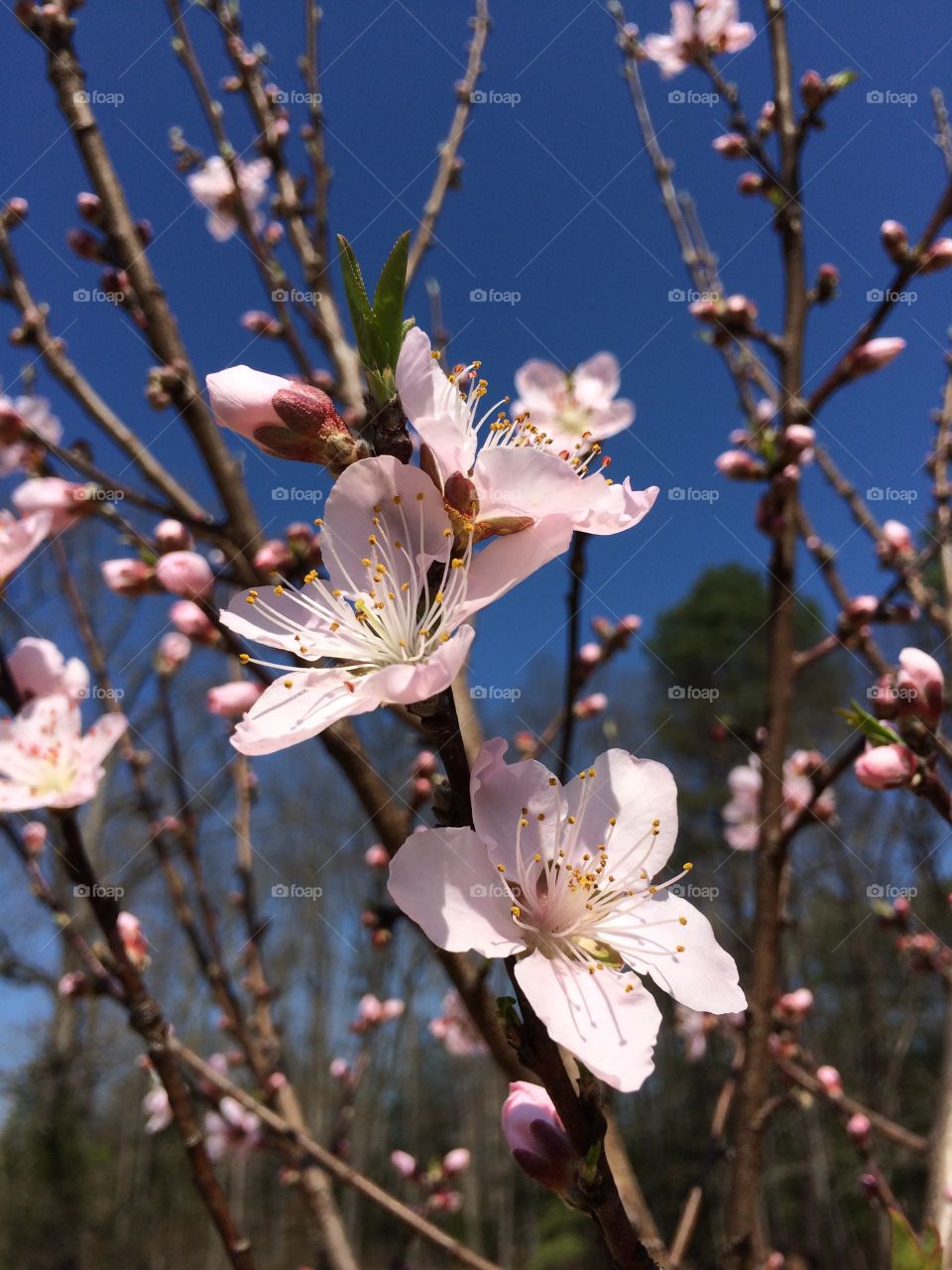 Flower, Cherry, Nature, Tree, Branch