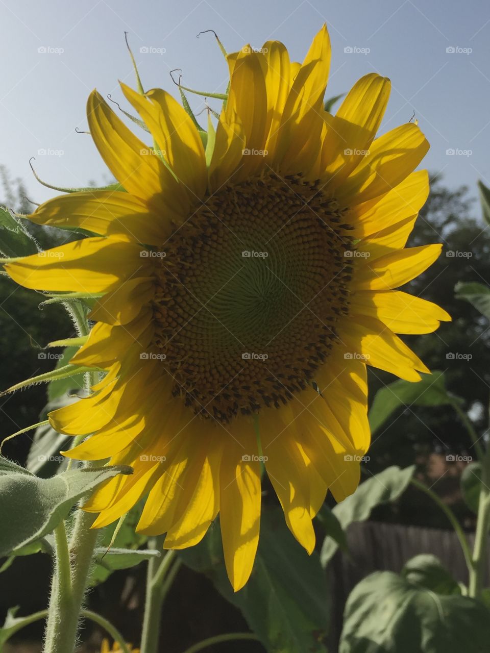 Sunflower