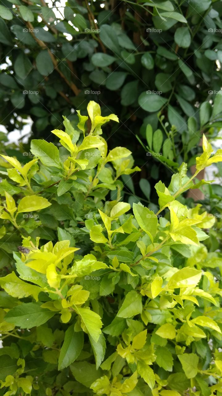 house plants in pots