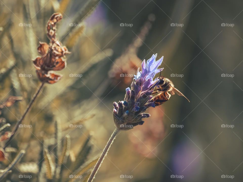 Bee sucking nectar and pollinating lavander flower