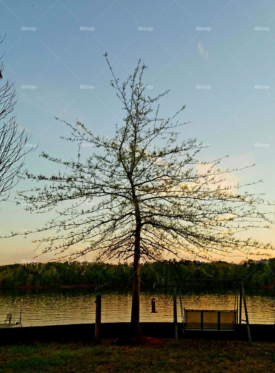 tree by a lake with a view of an island and swing.