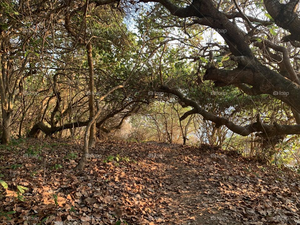 Caminata en la montaña