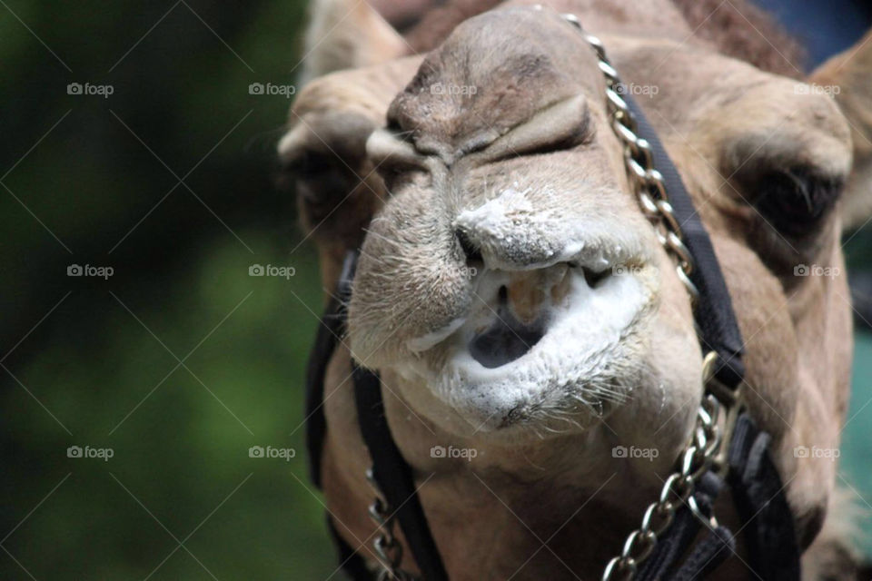 Camel