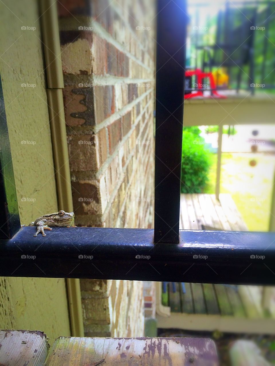 Just hanging out with frog friends.