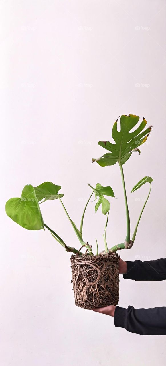 Monstera plant without a pot