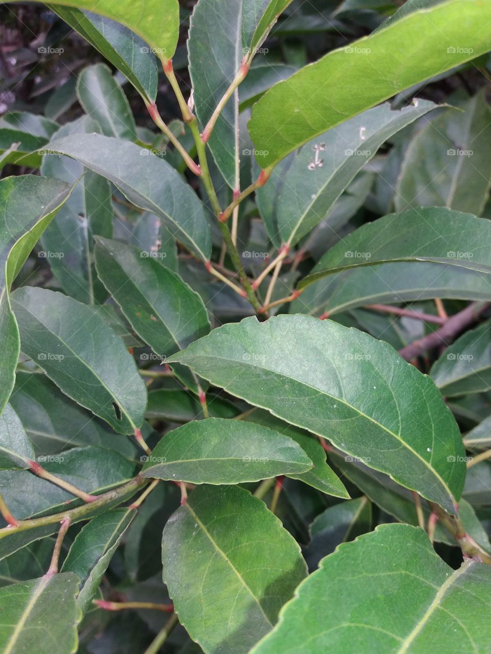 Leaf, No Person, Nature, Flora, Tree