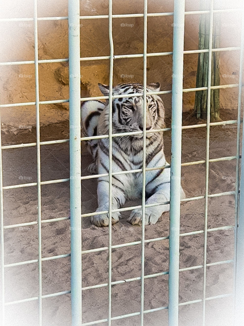 White tiger