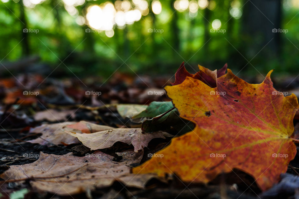 Fall, Leaf, Nature, Maple, Wood