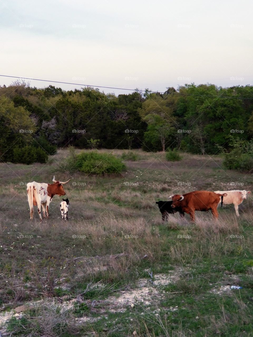 Texas Lomghorns graze on spring grass one evening at Fort Hood, Texas.
