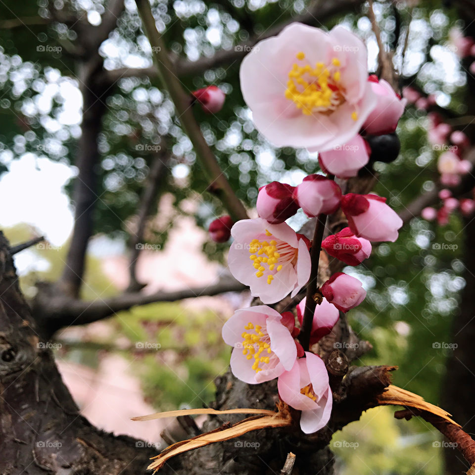 Plum Blossom in Spring