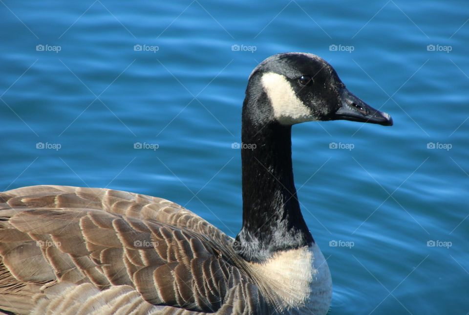 Canadian Goose in the Water