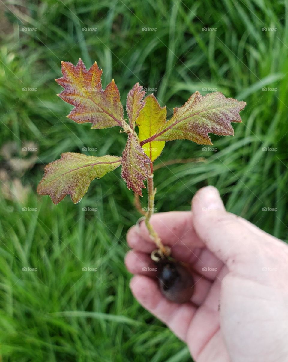 baby oak tree sprouting from acorn in person's hand