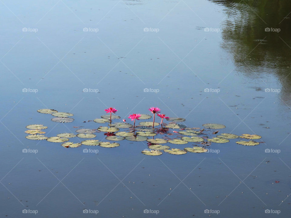 lake lilies floating pads by jpt4u