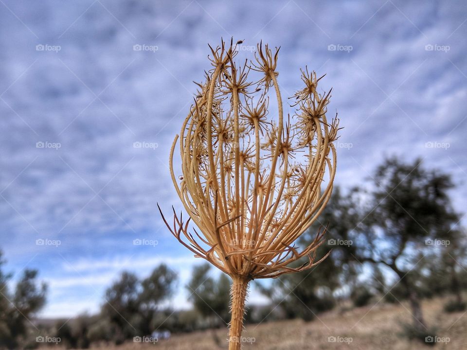 Spiky