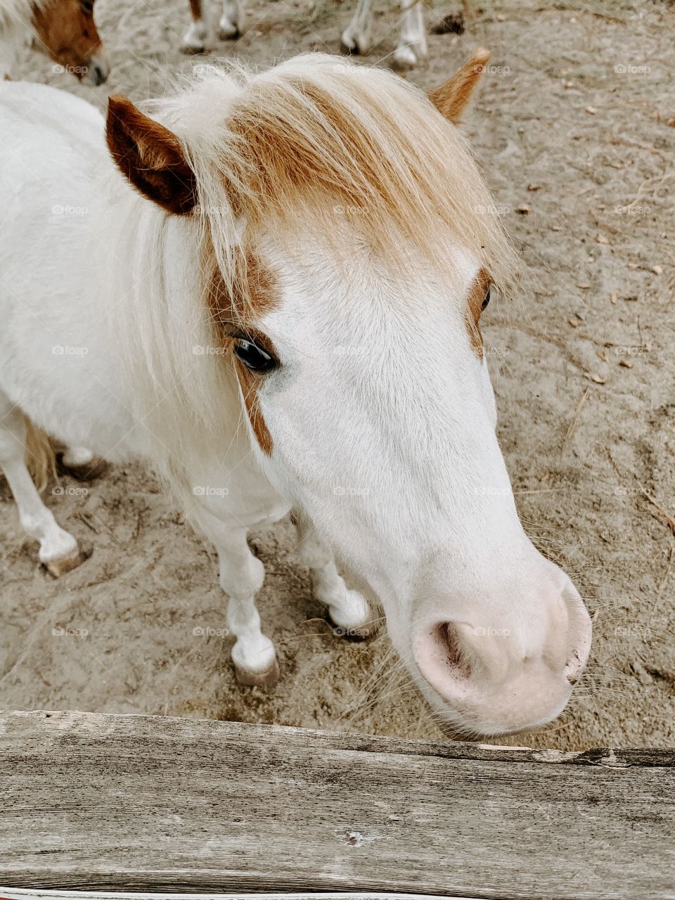 Cute miniature horse foal nose