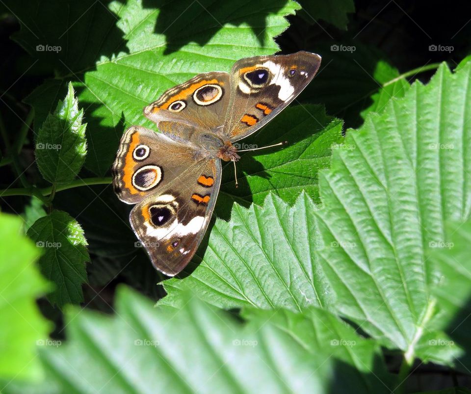 shadow butterfly insect green leaf by landon