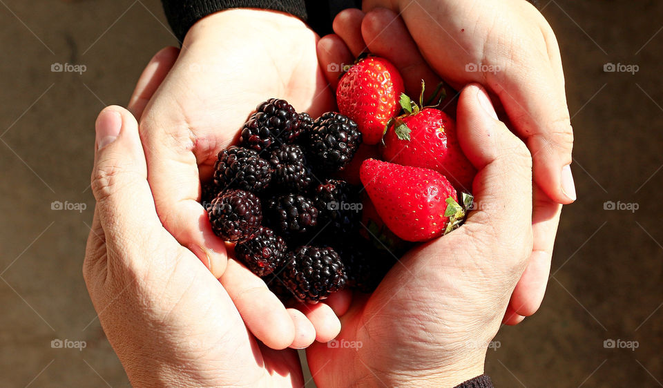 Human hand holding berry in hand