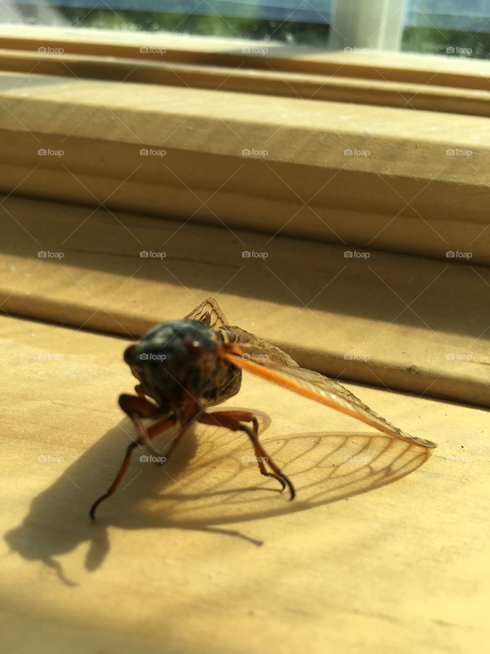 Horsefly  recovering  after hitting window