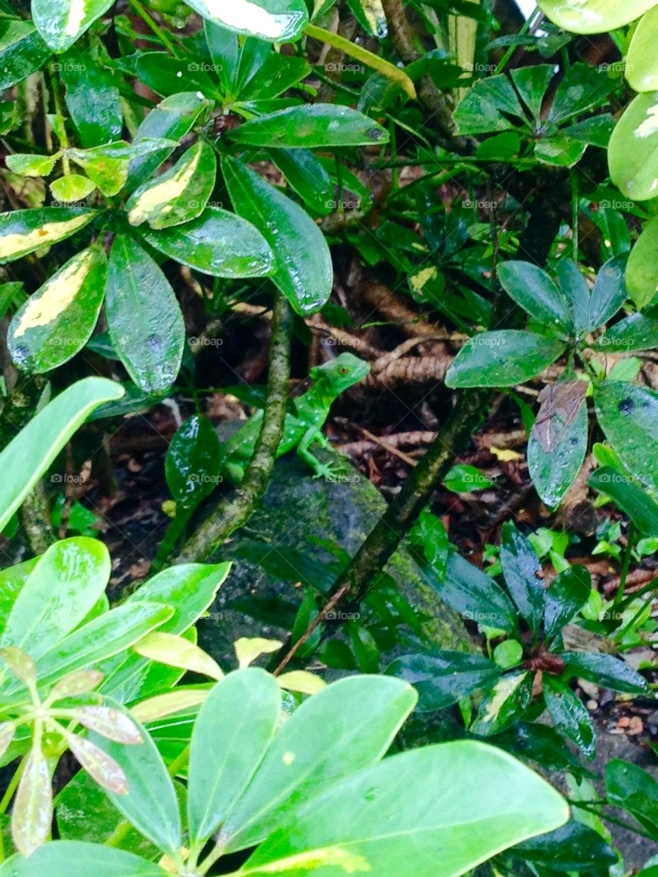 Hidden Lizard. A green lizard blending in with the leaves