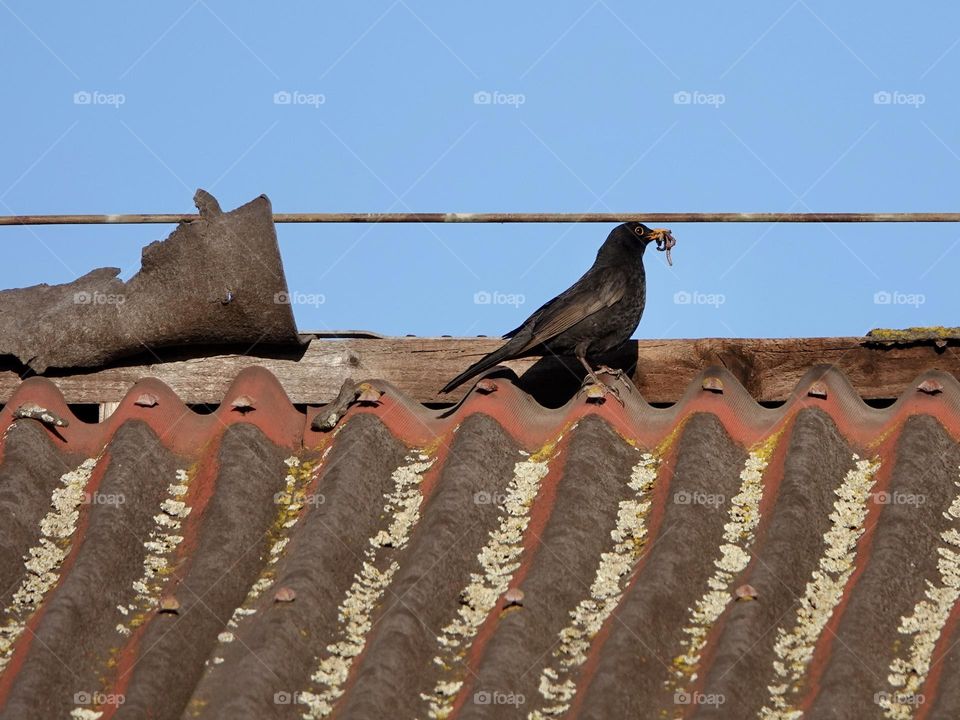 The common blackbird, Turdus merula, on a old roof with earthworm in beak.