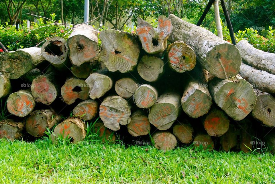 Lots of logs
