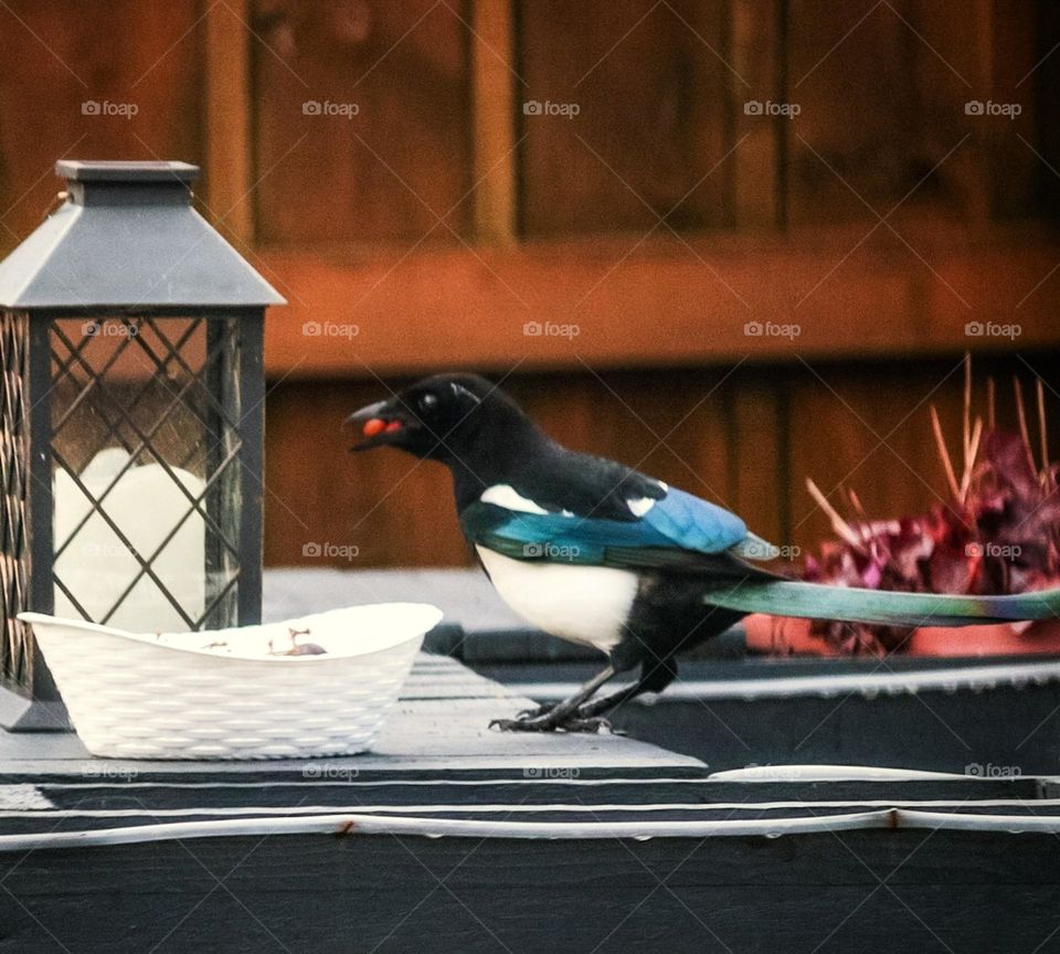Magpie