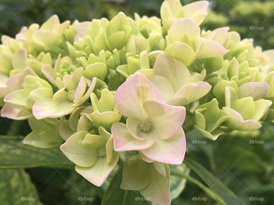 Bud of hydrangeas 