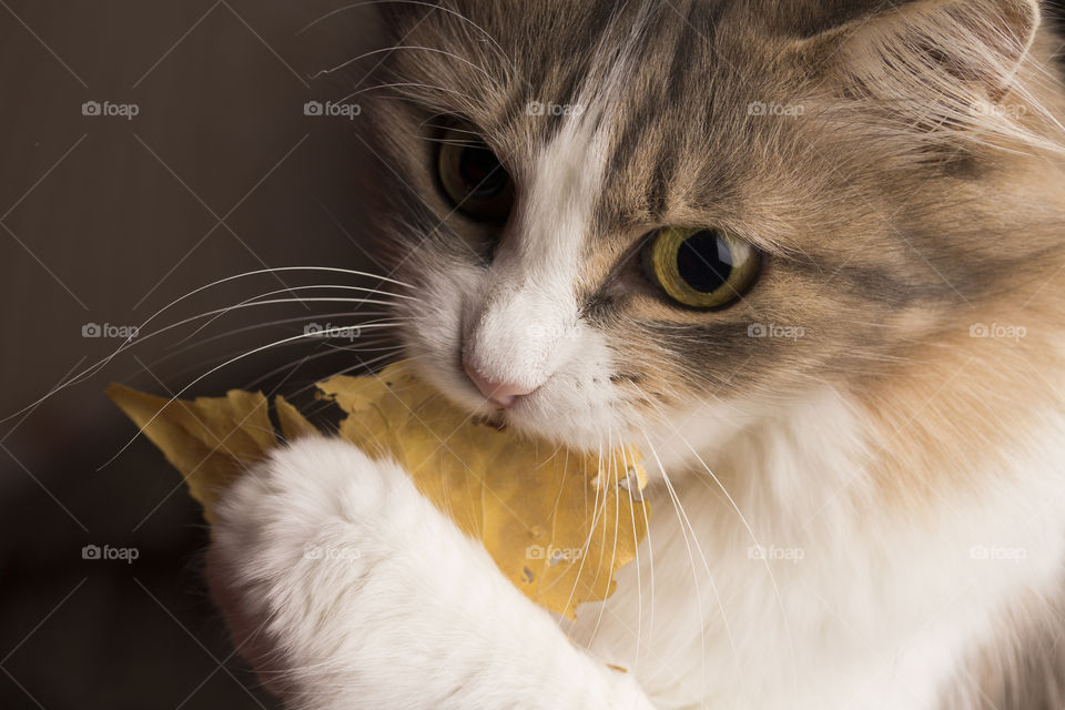greu fluffy cat catch an bites yellow autumn leaf. taste of autumn concept!
