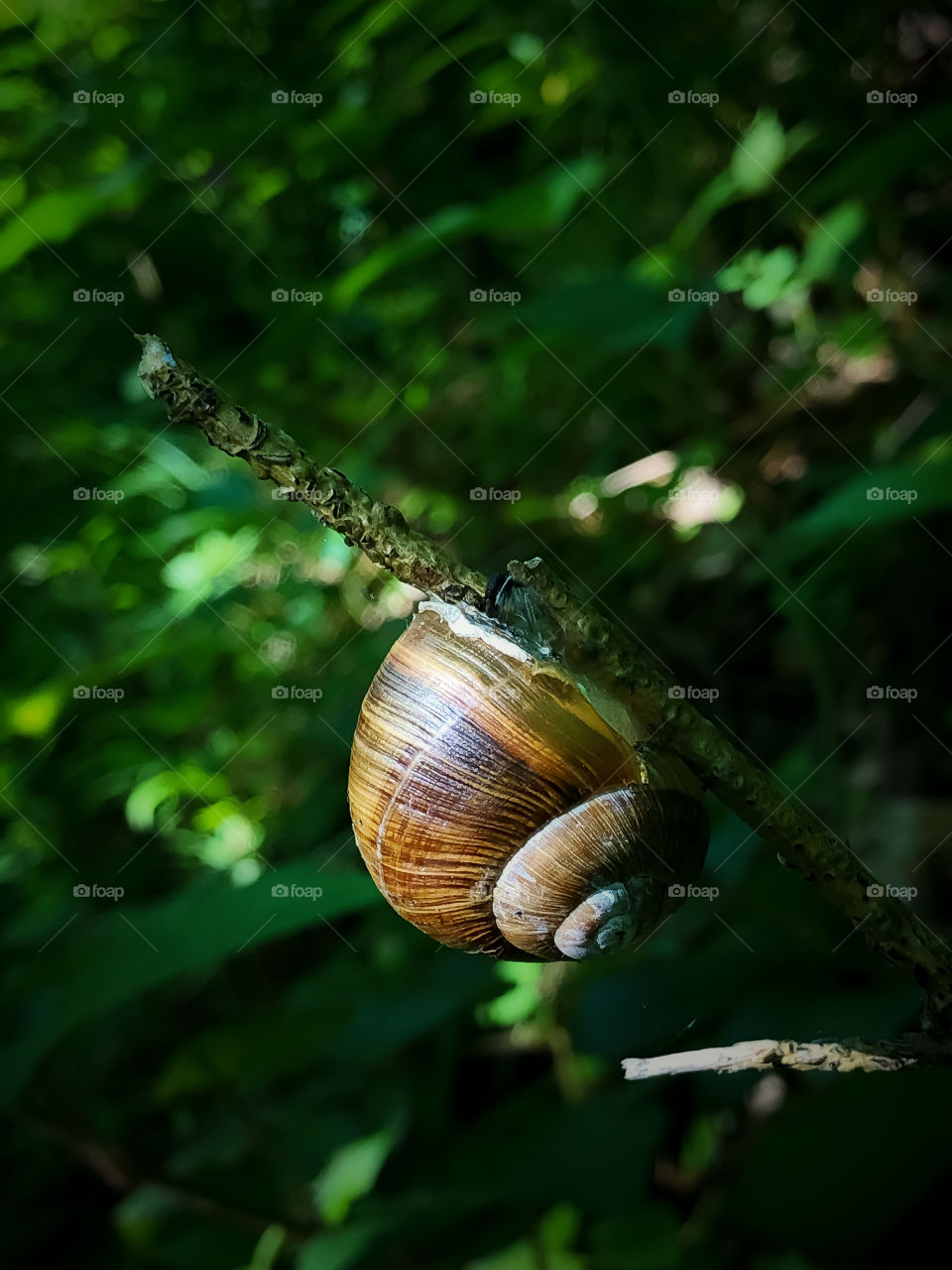 Sleeping snail