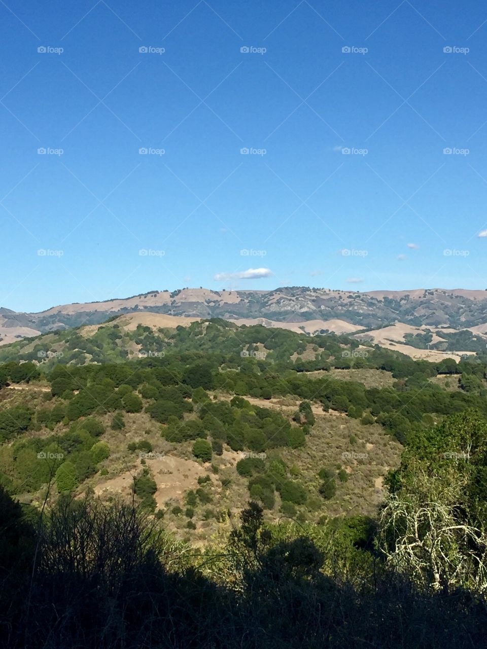 Beautiful view of  California hills, even in the drought.  This is from the top of a hill in Redwood Regional Park in Oakland.