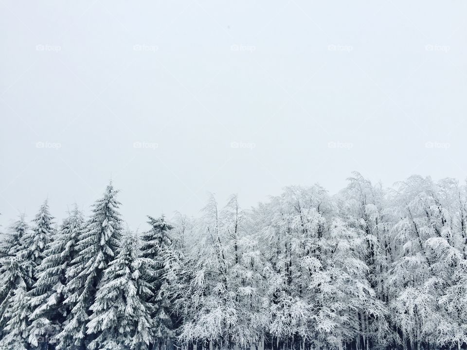 Low angle view of snowy tree