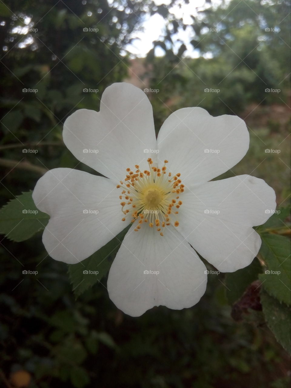 Flower, Nature, No Person, Flora, Leaf