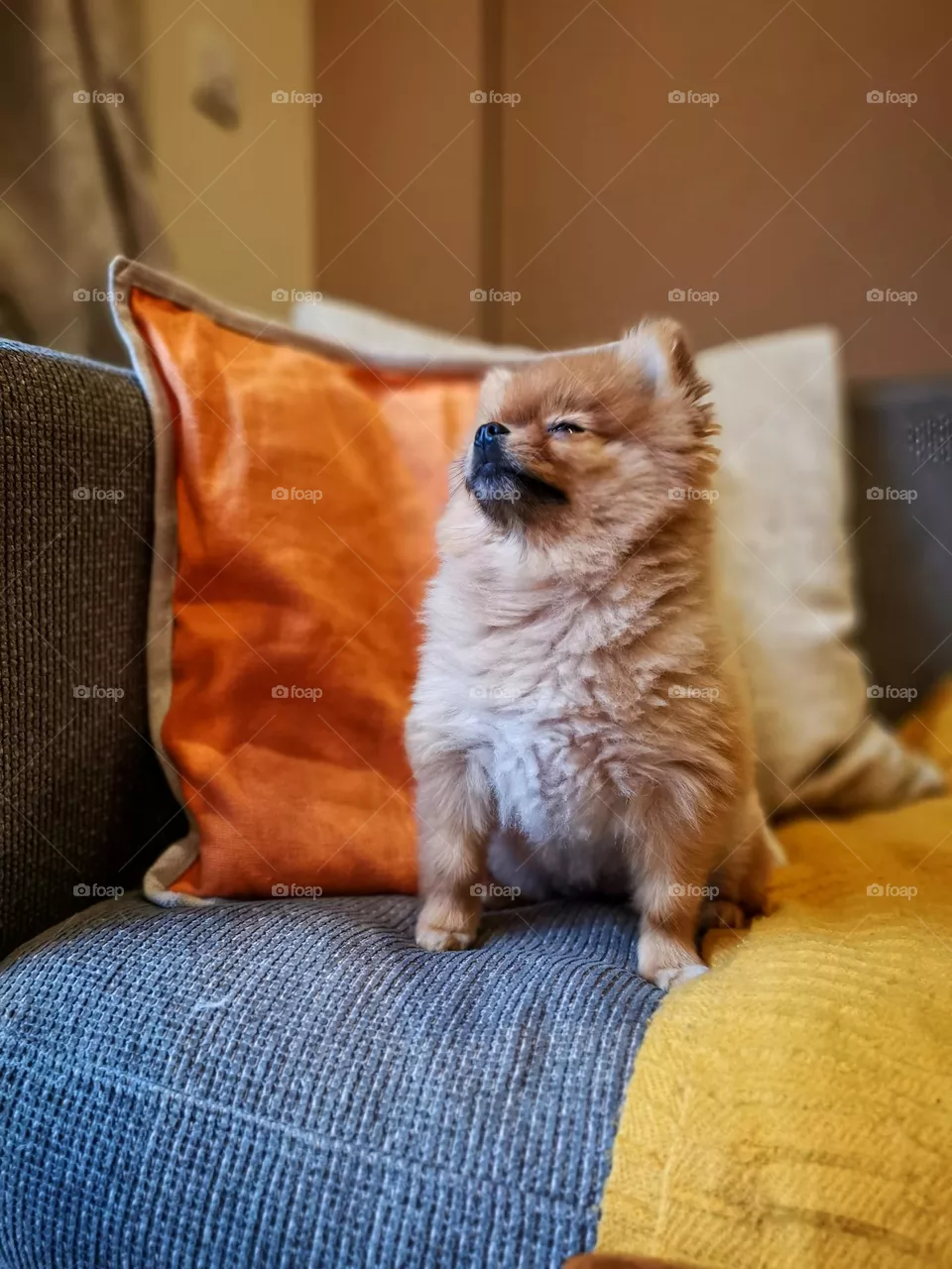 Happy dog after yummy lunch. Pomeranian.