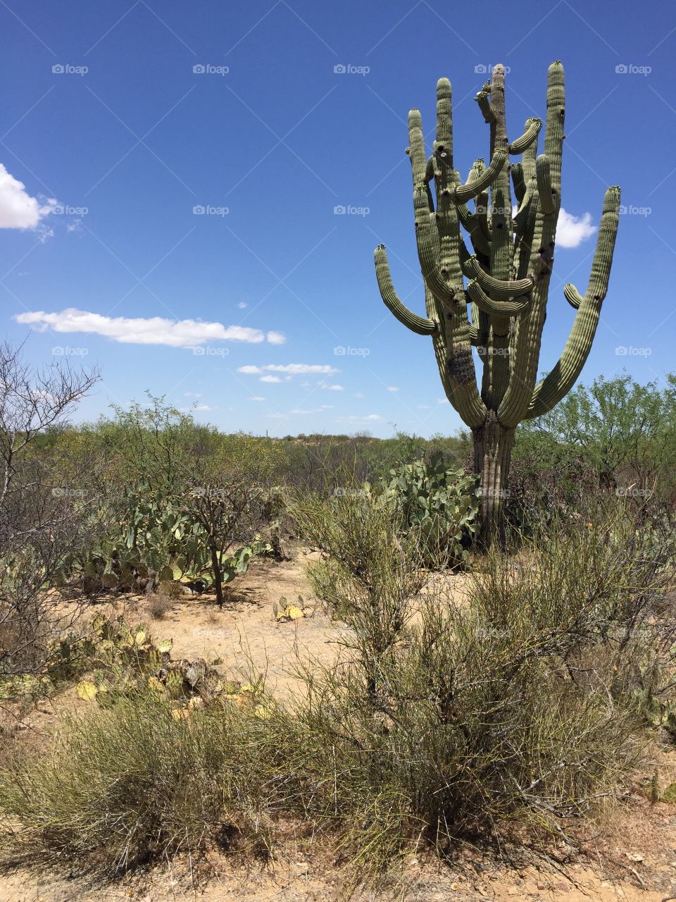 Saguaro Cactus 