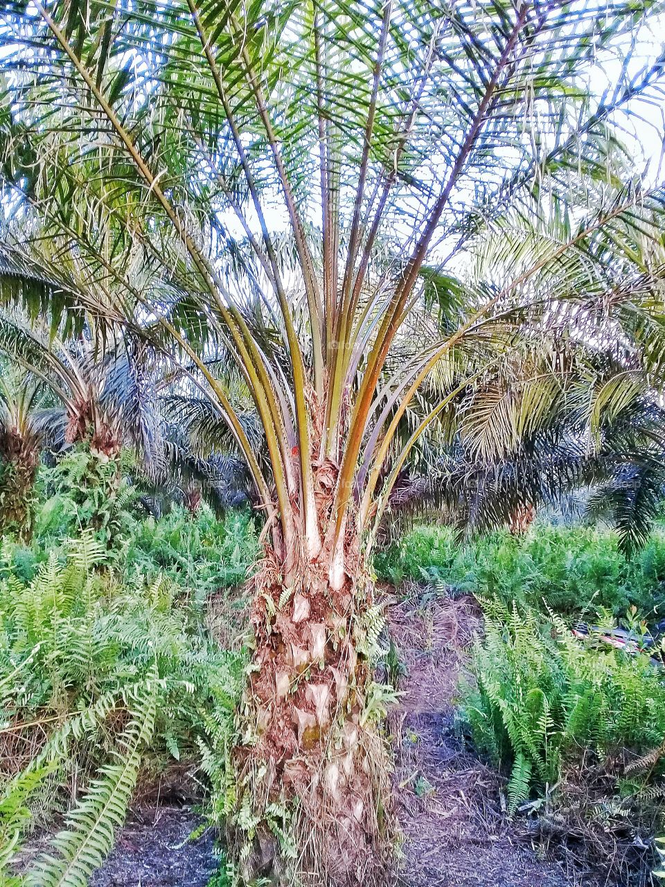 staple palm abnormally runt.its vegetative growth is much smaller and shorter than its healthy age