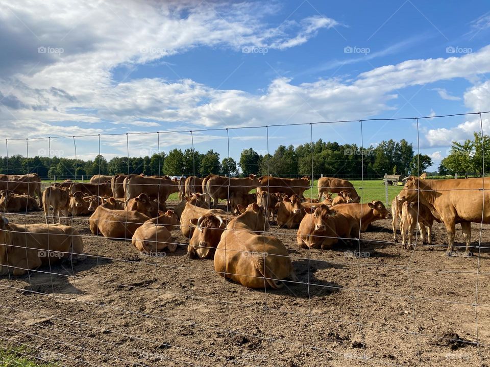 Cute brown cows standing in a field behind a fence, farm, farms, farm animals, agriculture