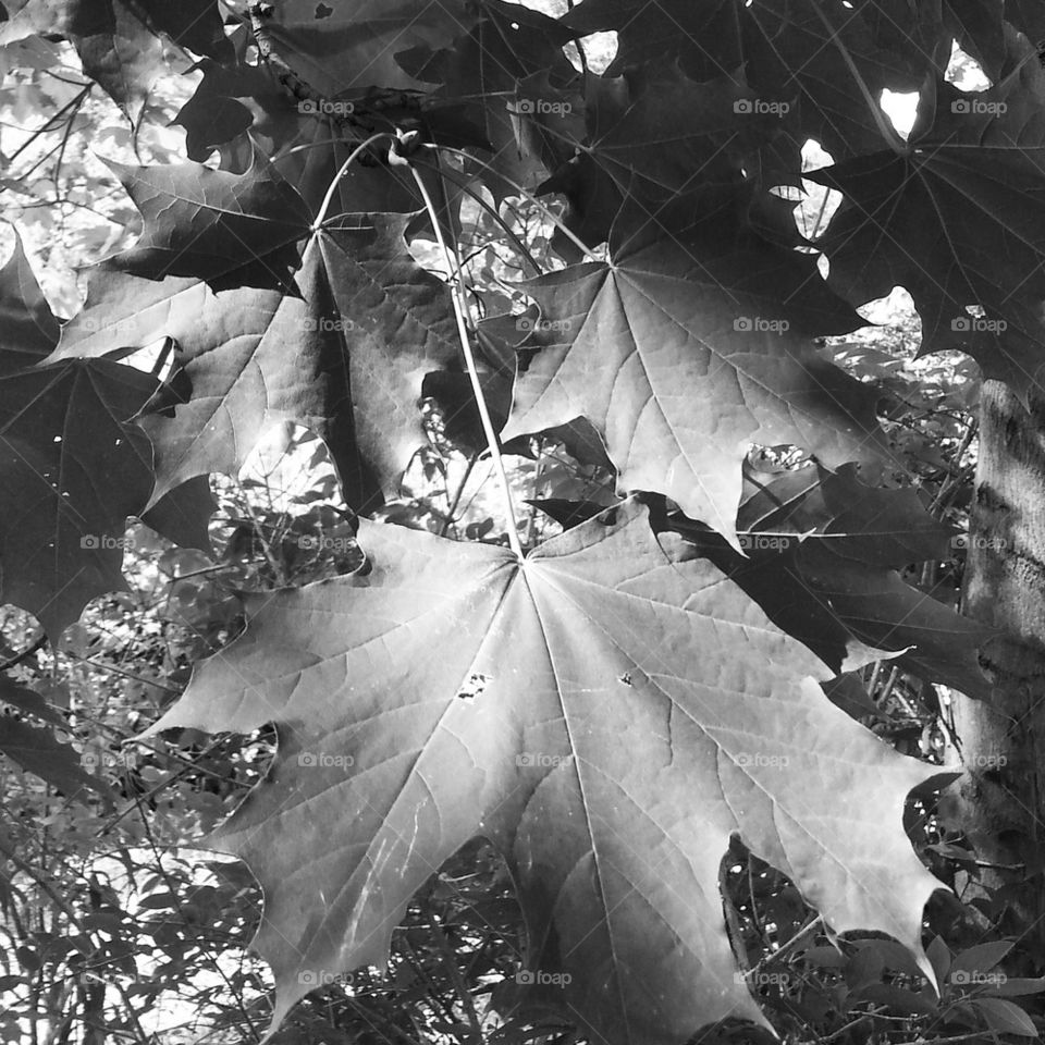 leaves in black and white