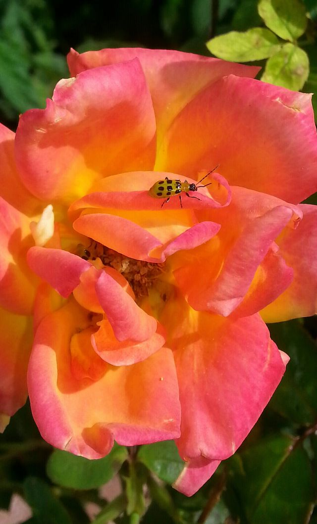 rose and bug