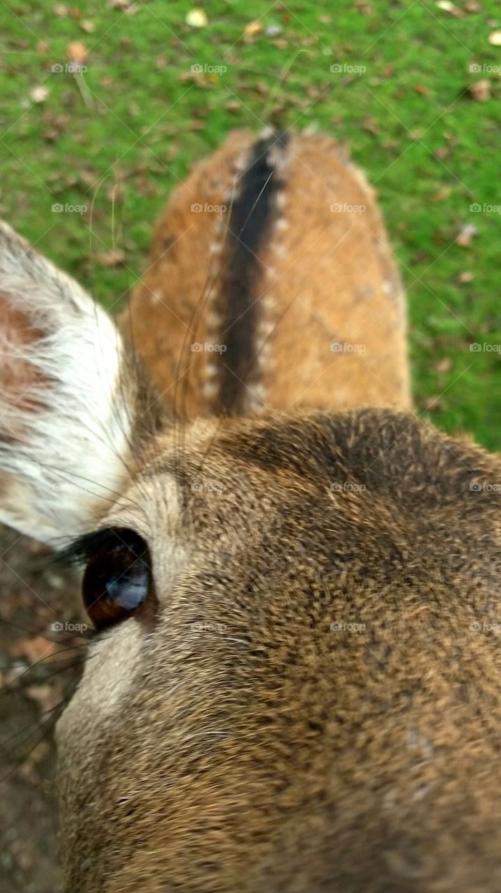 very close deer