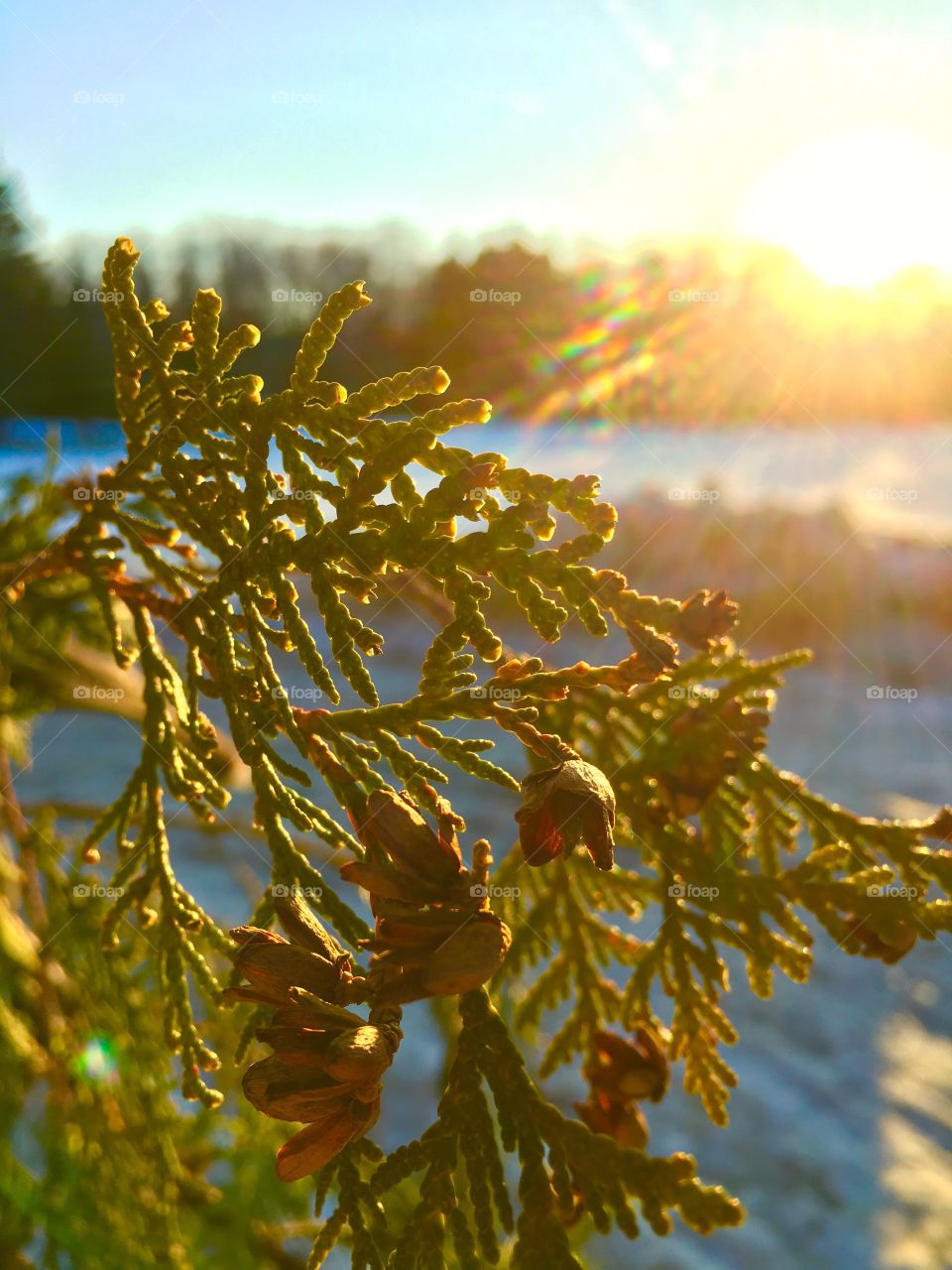 fir branch with fruits at sunset