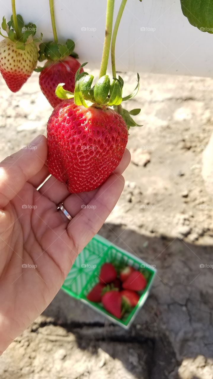 Picking strawberries